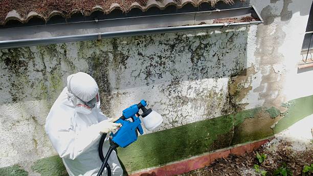 Top rated local Basement Mold Removal specialists in Riverton, IL